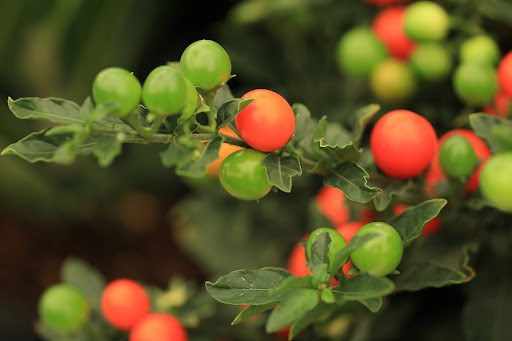 Solanum Pseudocapsicum: caratteristiche di questa particolare pianta