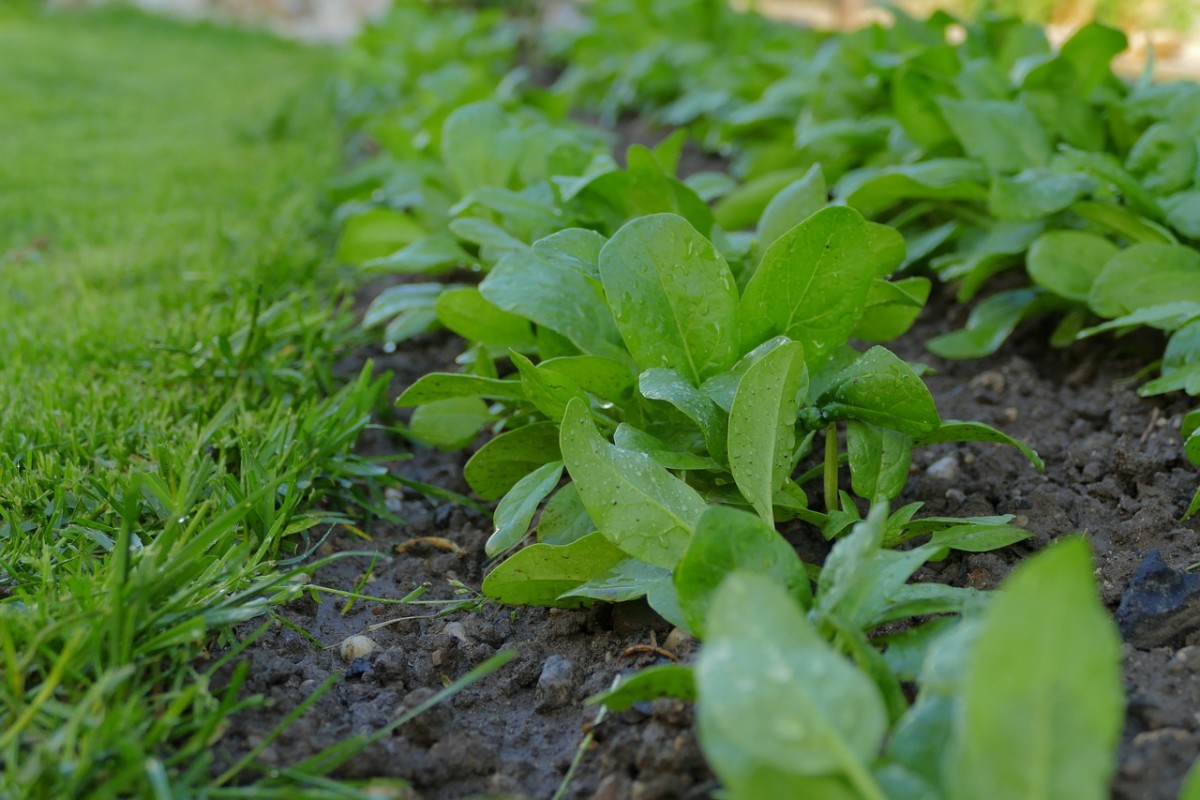 Spinaci: coltivazione