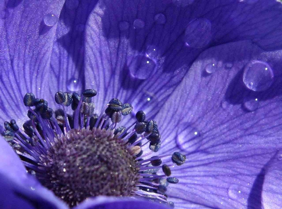 Anemone: significato di questo bellissimo fiore