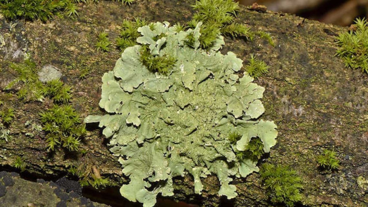 Cosa sono i licheni: dove e come nascono, coltivazione