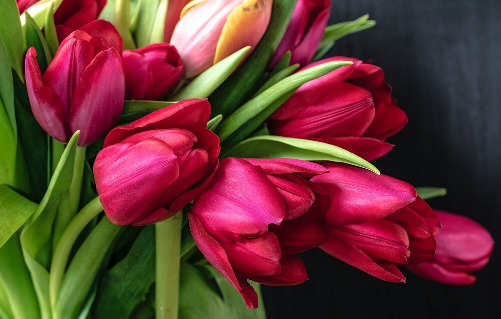 Il tulipano: il significato di questo meraviglioso fiore