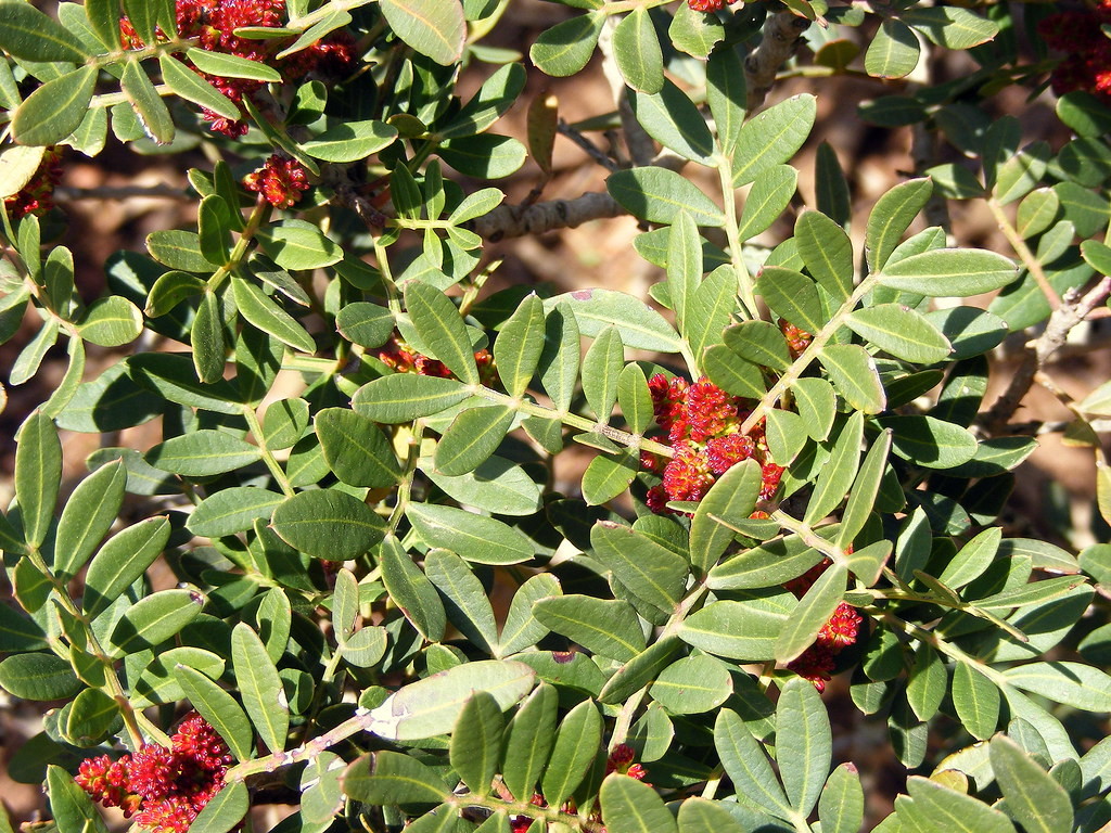 Macchia mediterranea Sardegna: caratteristiche peculiari