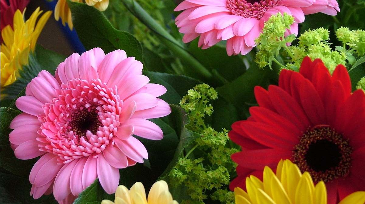 gerbera