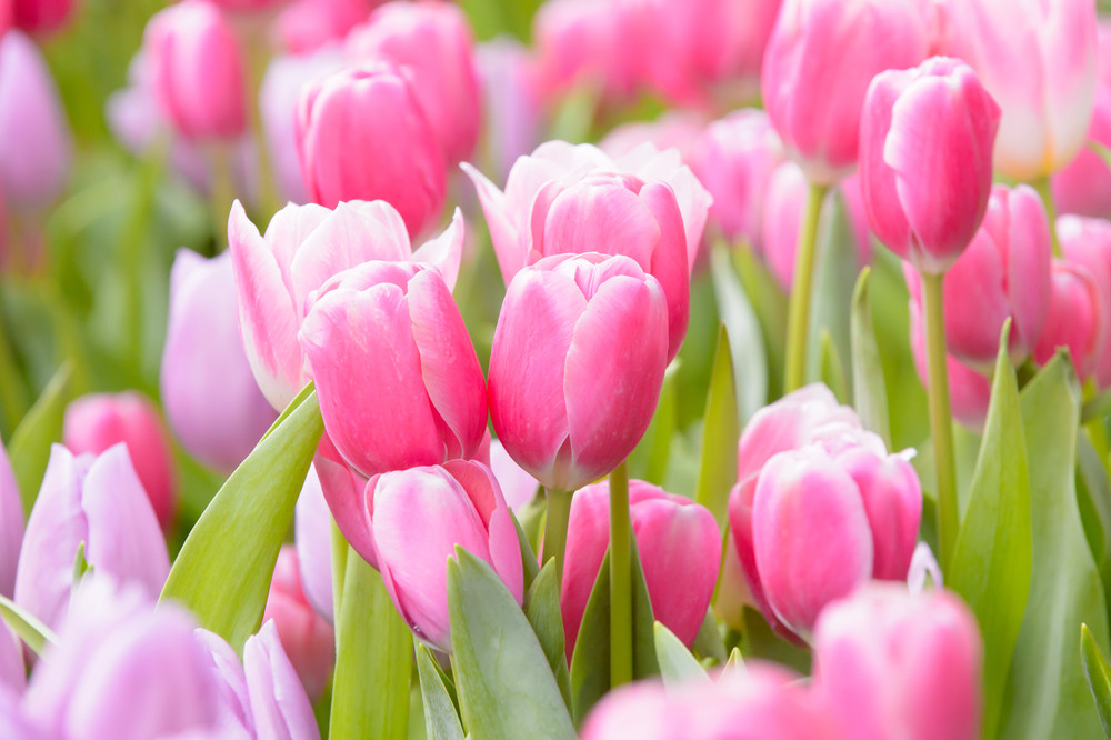 Significato del tulipano il fiore dell’amore puro