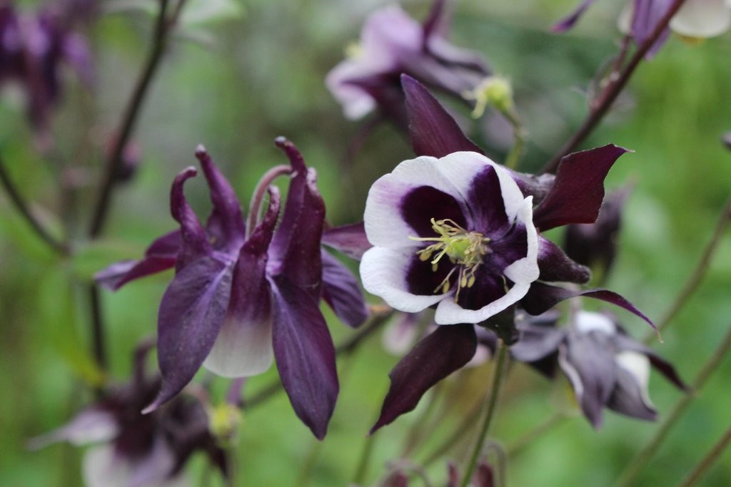 Aquilegia-vulgaris-fiore-viola