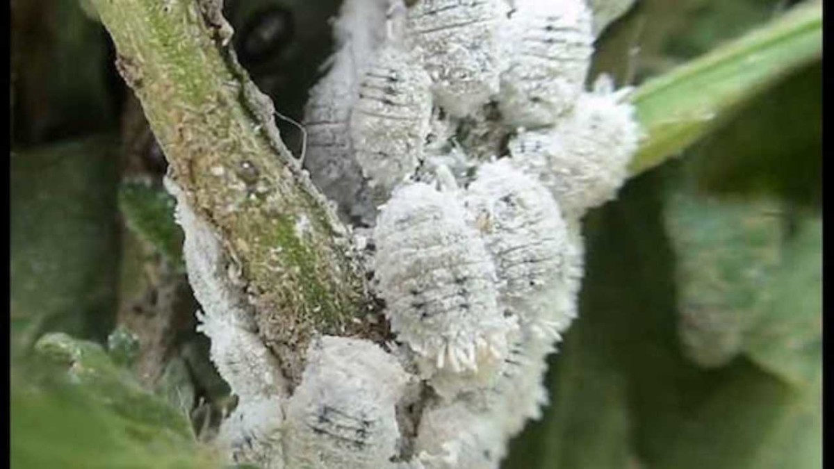 Cocciniglia cotonosa