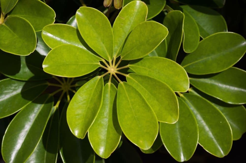 coltivare-la-Schefflera