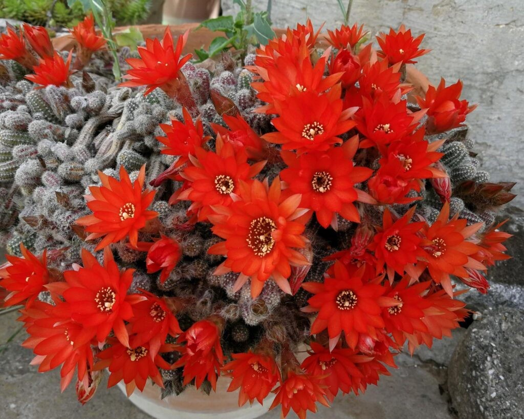 Echinopsis-chamaecereus-1024×818