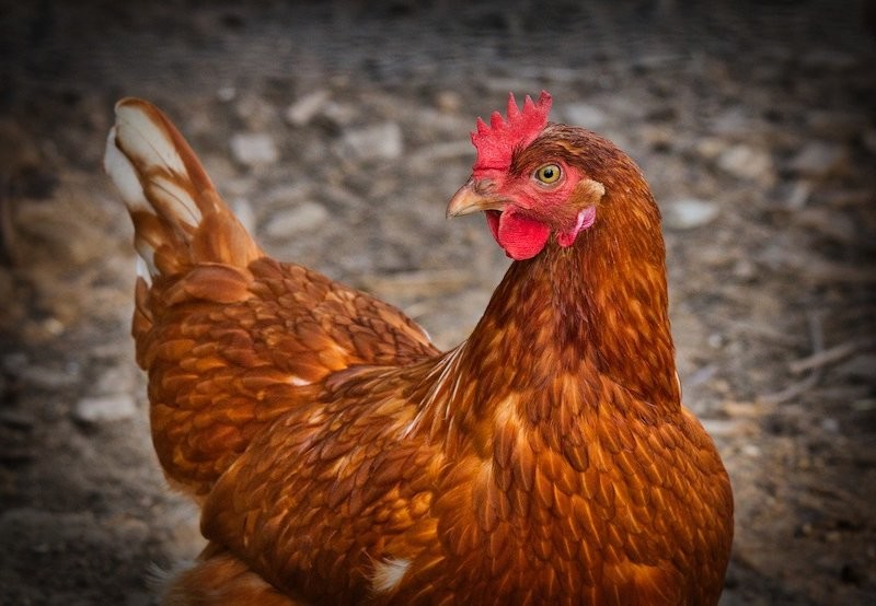 Pollaio fai da te per le galline: come costruirlo e sorvegliarlo