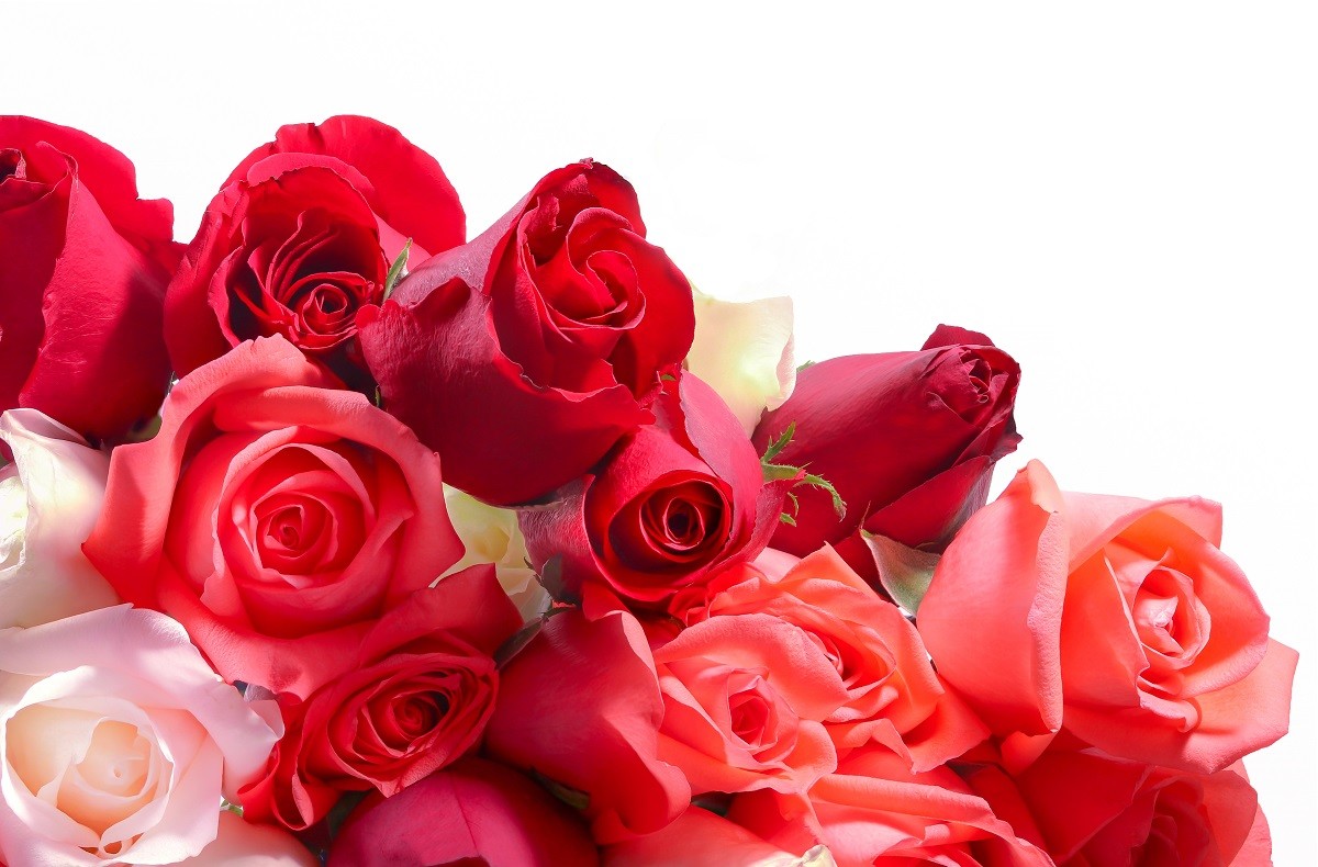 rose rosse