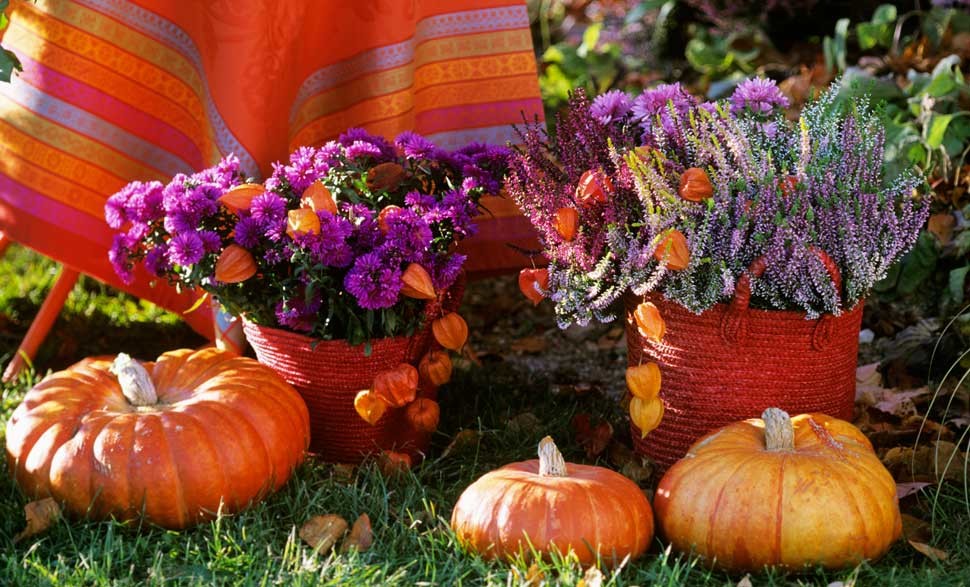 Speciale-piante-e-fiori-autunnali