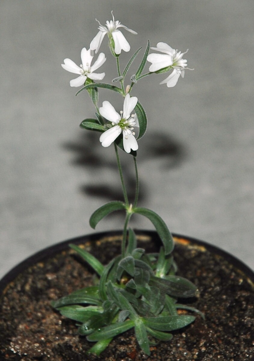 Silene stenophylla