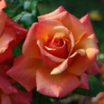 Come coltivare rose in giardino: consigli e trucchi
