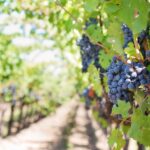 Proteggere i vigneti: non solo il meteo, occhio ai volatili