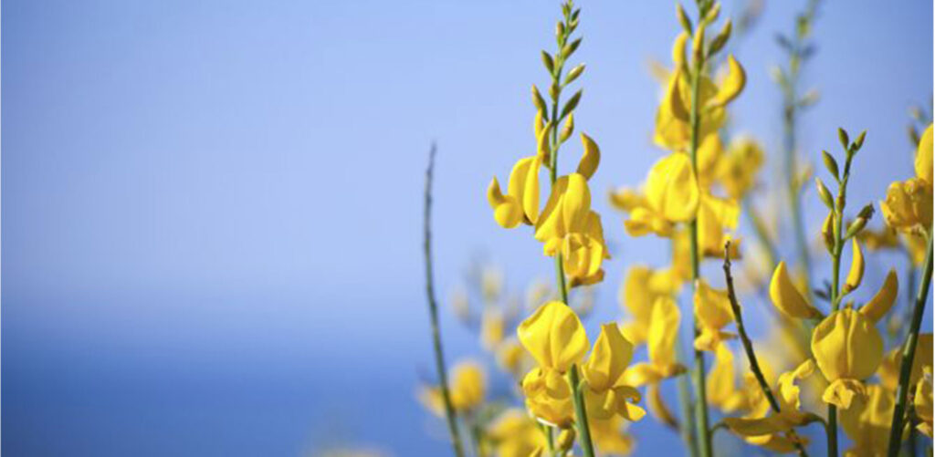 ginestra