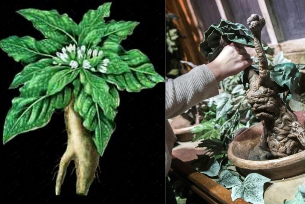 pianta di mandragora