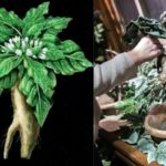 pianta di mandragora