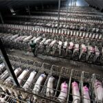 allevamento intensivo