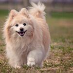 cani più belli del mondo