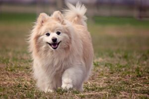 cani più belli del mondo