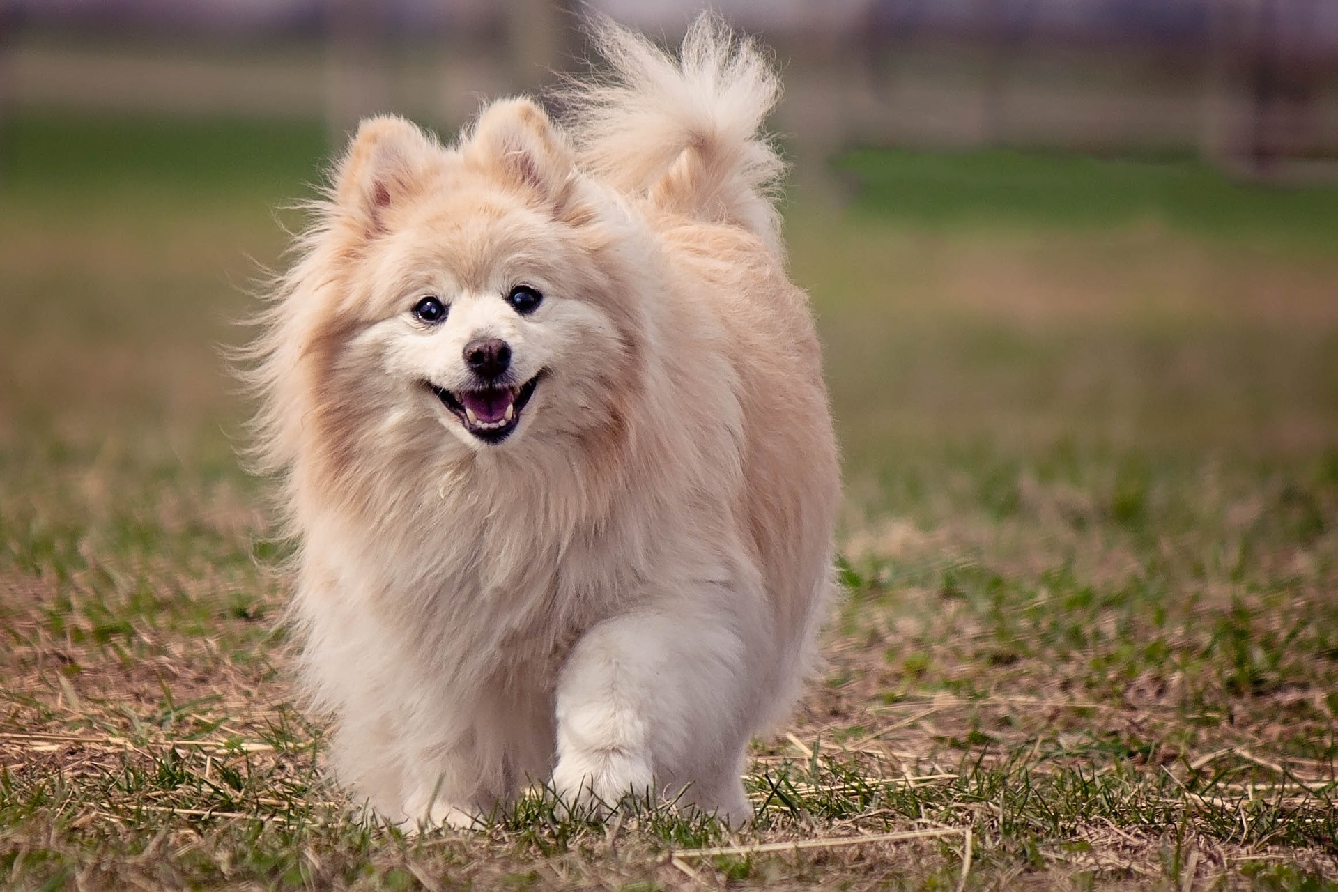 cani più belli del mondo